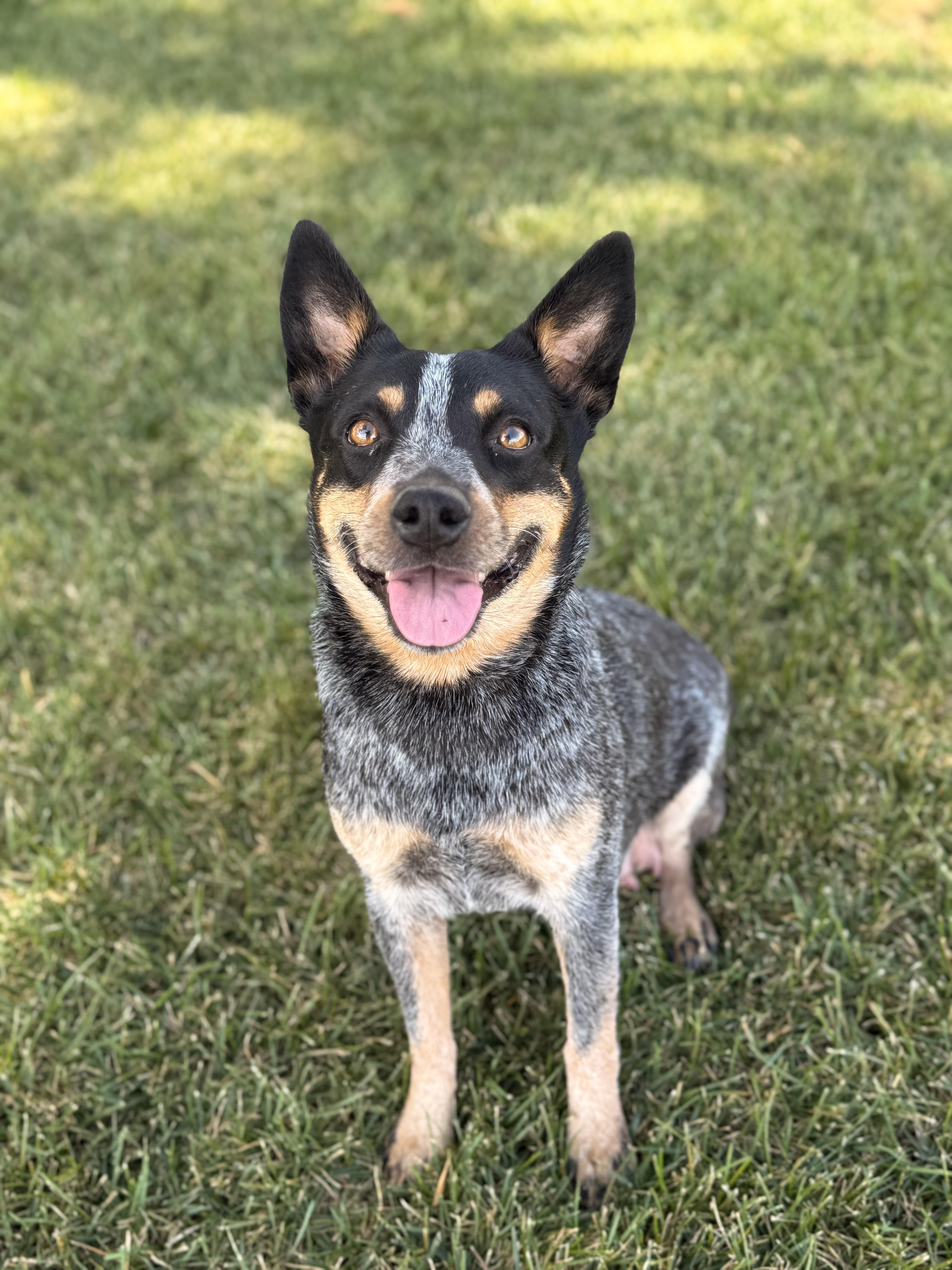 An adult medium-sized female Australian Cattle Dog / Blue Heeler dog named Bella for adoption in Herald, CA