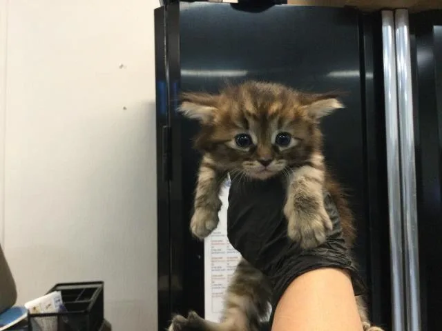 A baby small-sized female Domestic Long Hair cat named A for adoption in Thousand Palms, CA