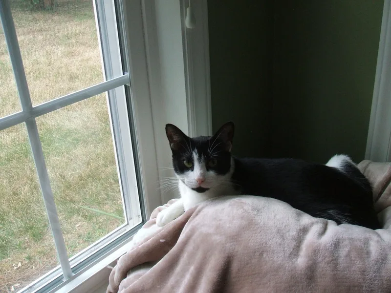 A senior large-sized female Black & White / Tuxedo Domestic Short Hair cat named Mona for adoption in Greensboro, NC