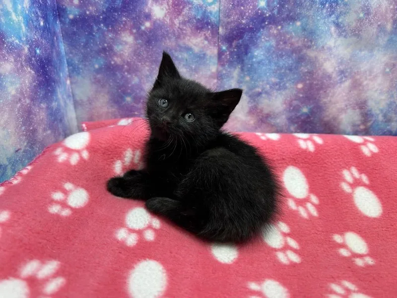 A baby small-sized male Domestic Short Hair cat named Felix for adoption in Washington Court House, OH