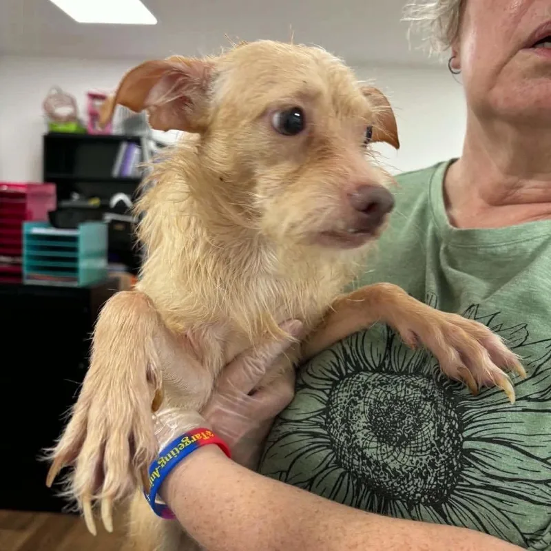 An adult small-sized male Terrier dog named Tramp for adoption in Prospect, KY