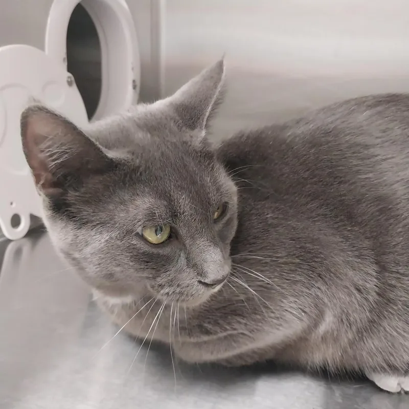 An adult large-sized male Gray / Blue / Silver Domestic Short Hair cat named Slater for adoption in East Smithfield , PA