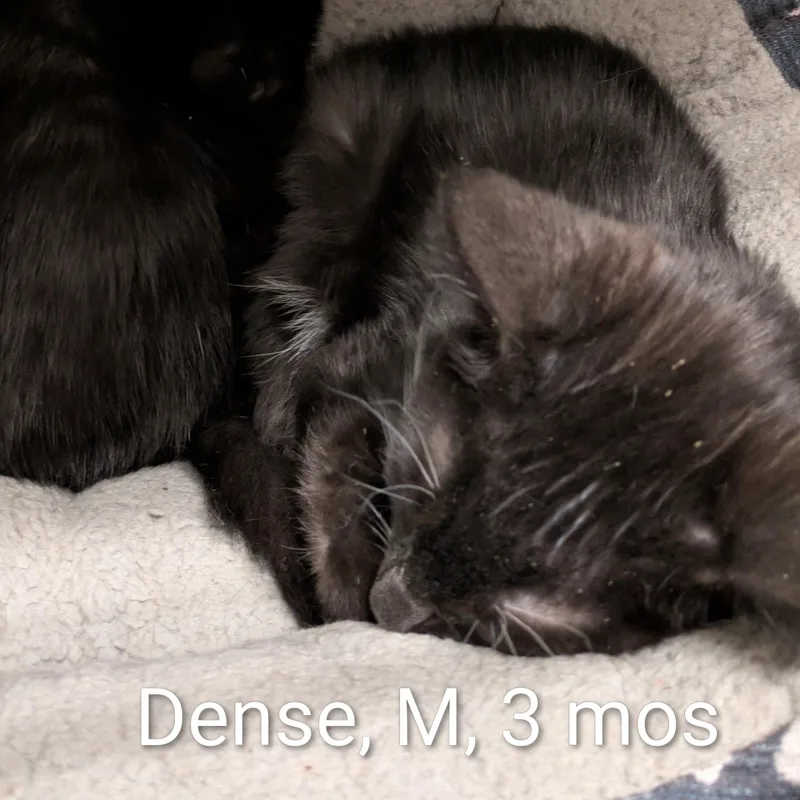 A young small-sized male Black & White / Tuxedo Domestic Short Hair cat named Dense for adoption in Bedford, VA