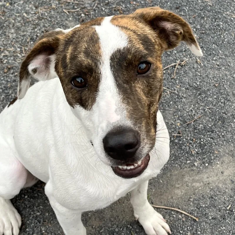 A young medium-sized female Brindle Hound dog named Libby for adoption in Quakertown, PA