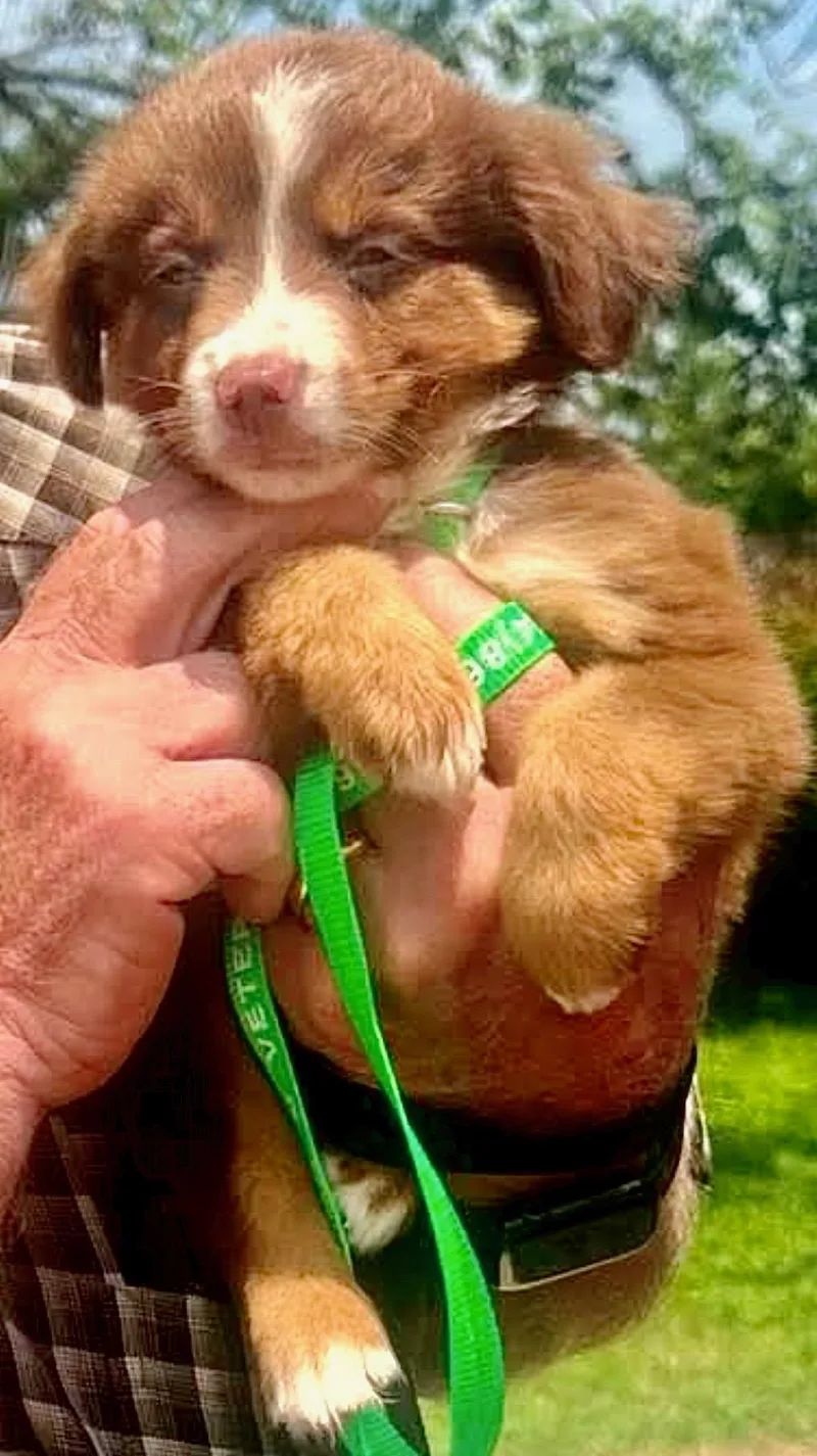 A young medium-sized male Red / Chestnut / Orange Australian Shepherd dog named ARPH   Marvel for adoption in North Richland Hills, TX