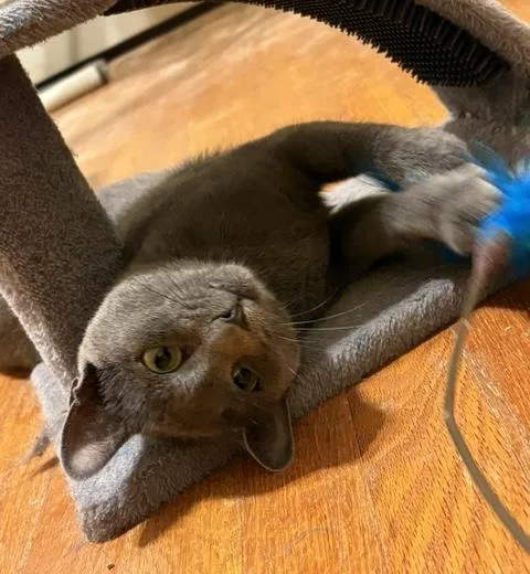 A young medium-sized female Gray / Blue / Silver Domestic Short Hair cat named Cleo for adoption in Mayfield, NY