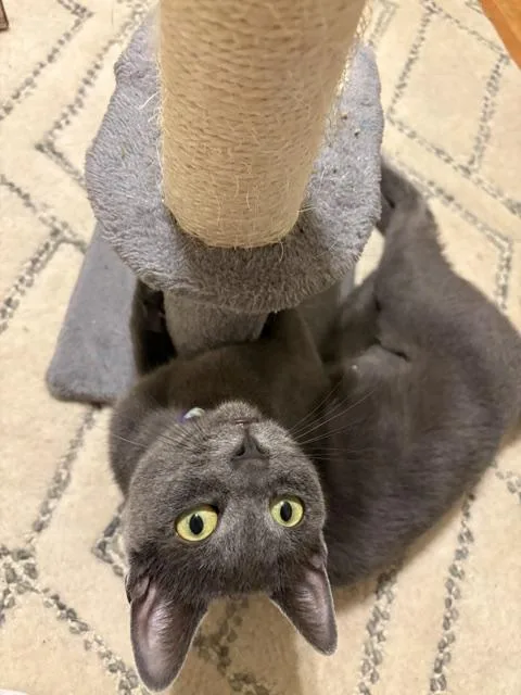 Cleo thumbnail 3