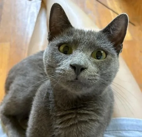 Cleo thumbnail 5