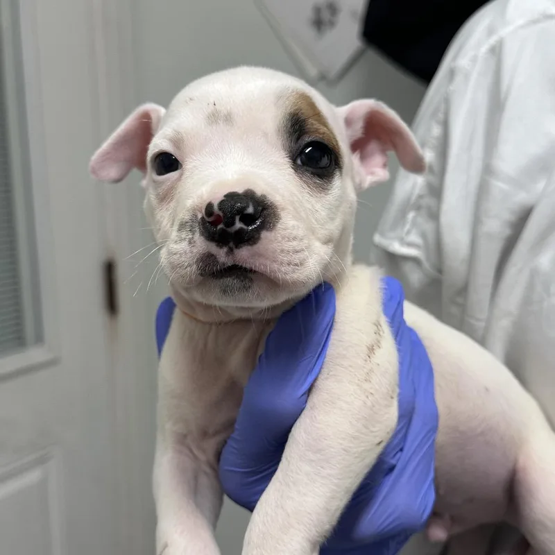 A baby small-sized male White / Cream Mixed Breed dog named Maruchan for adoption in Troy, IL