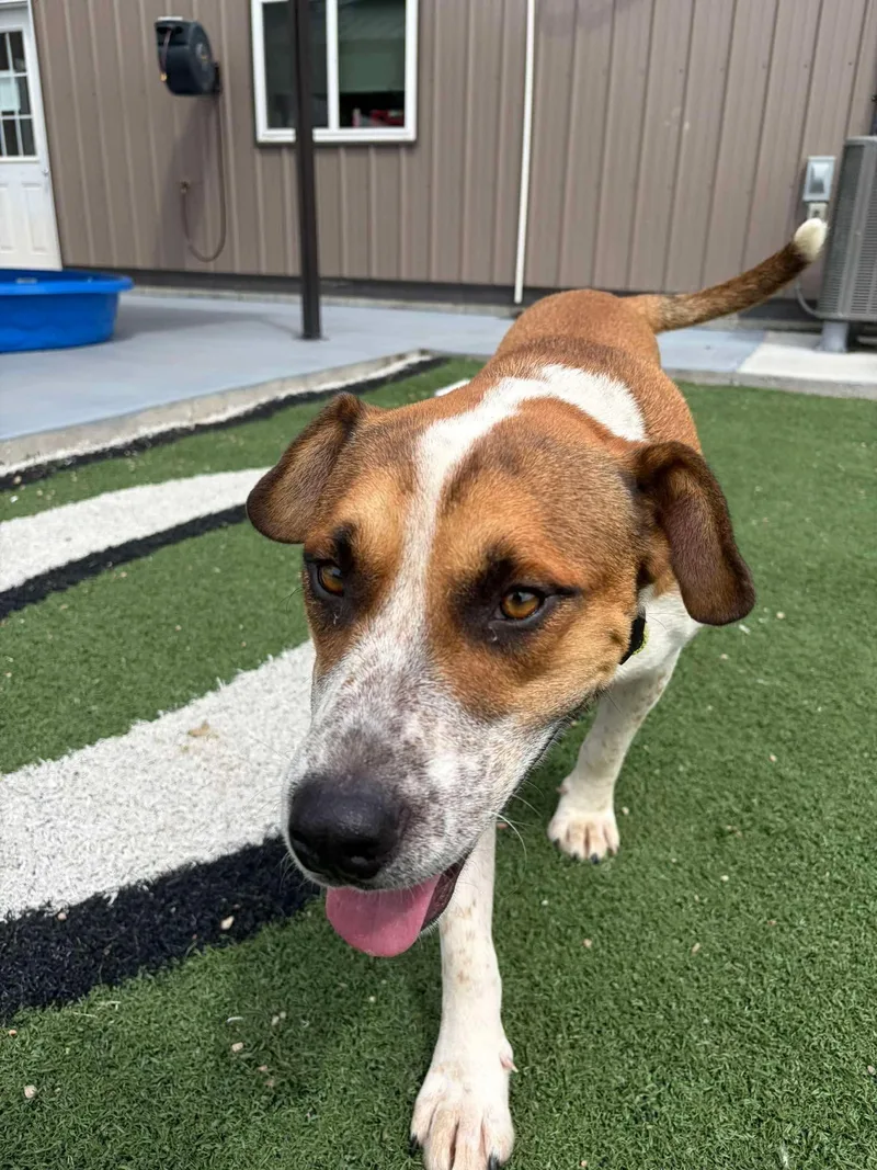 A young medium-sized male Brittany Spaniel dog named Kilo for adoption in Seward, NE