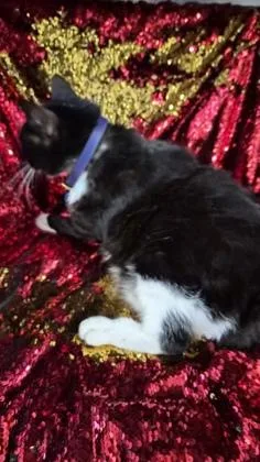 A senior extra large-sized male Domestic Short Hair cat named Hobbs for adoption in Conway, SC