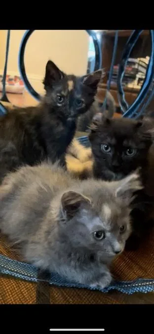 A baby small-sized male Gray / Blue / Silver Russian Blue cat named Grayson for adoption in Cincinnati, OH