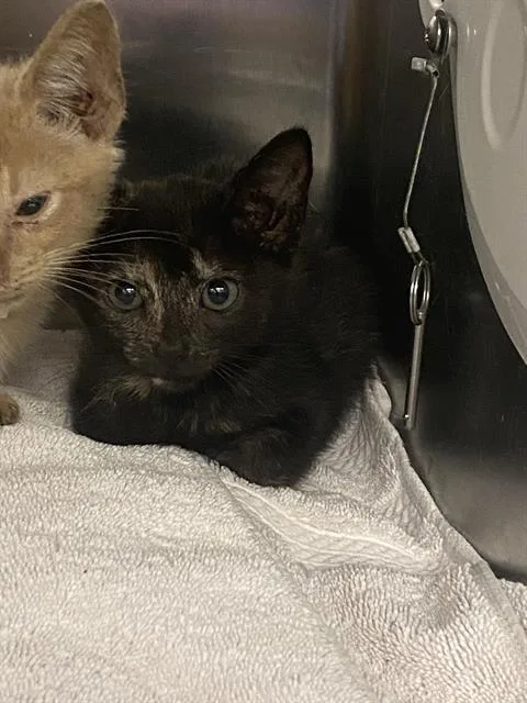 A baby medium-sized male Domestic Short Hair cat named Tie for adoption in Dallas, TX