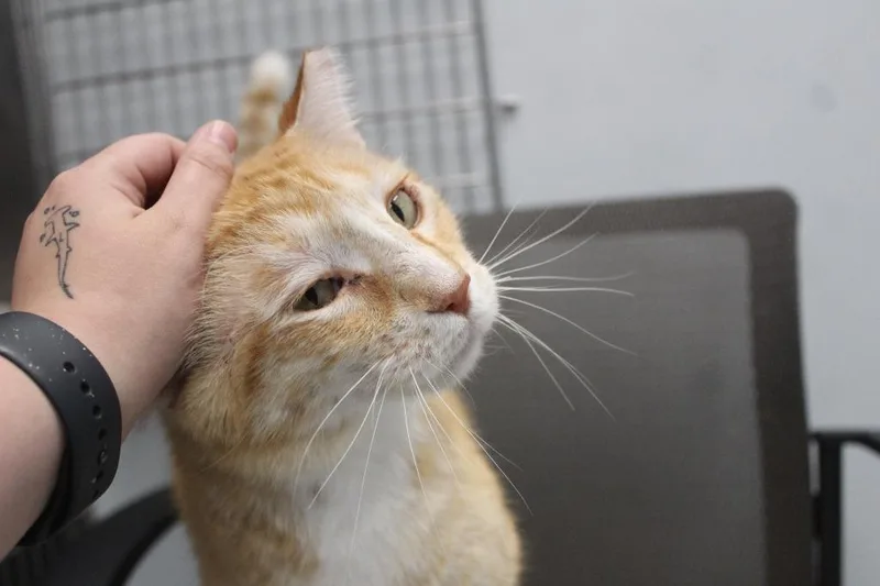 A senior large-sized male Orange & White Domestic Short Hair cat named Bubble Boy for adoption in Chestertown, MD