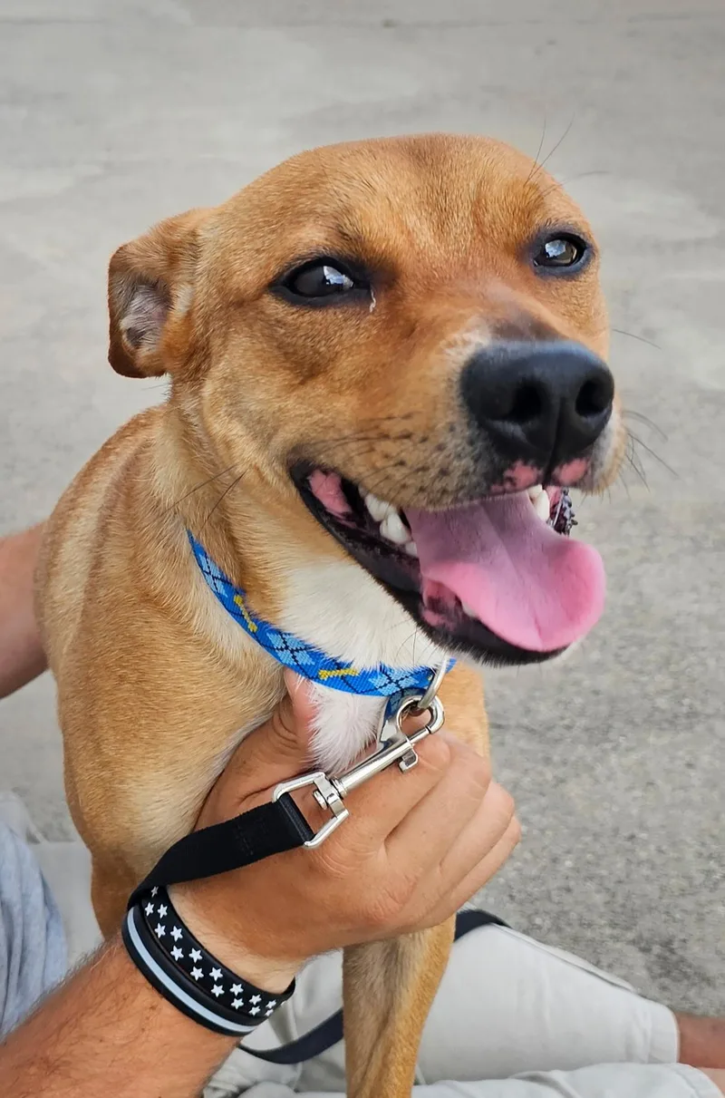 A young medium-sized male Golden Terrier dog named Buster for adoption in Lexington, KY