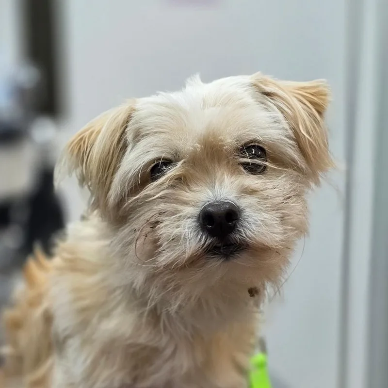 An adult small-sized male Yellow / Tan / Blond / Fawn Maltese dog named Gibby for adoption in Buellton, CA