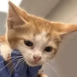 A baby medium-sized male Domestic Short Hair cat named Turbo for adoption in Brenham, TX