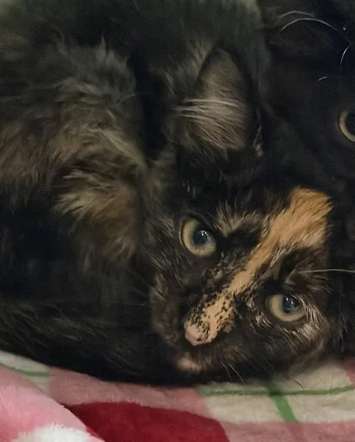A baby small-sized female Domestic Short Hair cat named Puffers for adoption in Westminster, MD