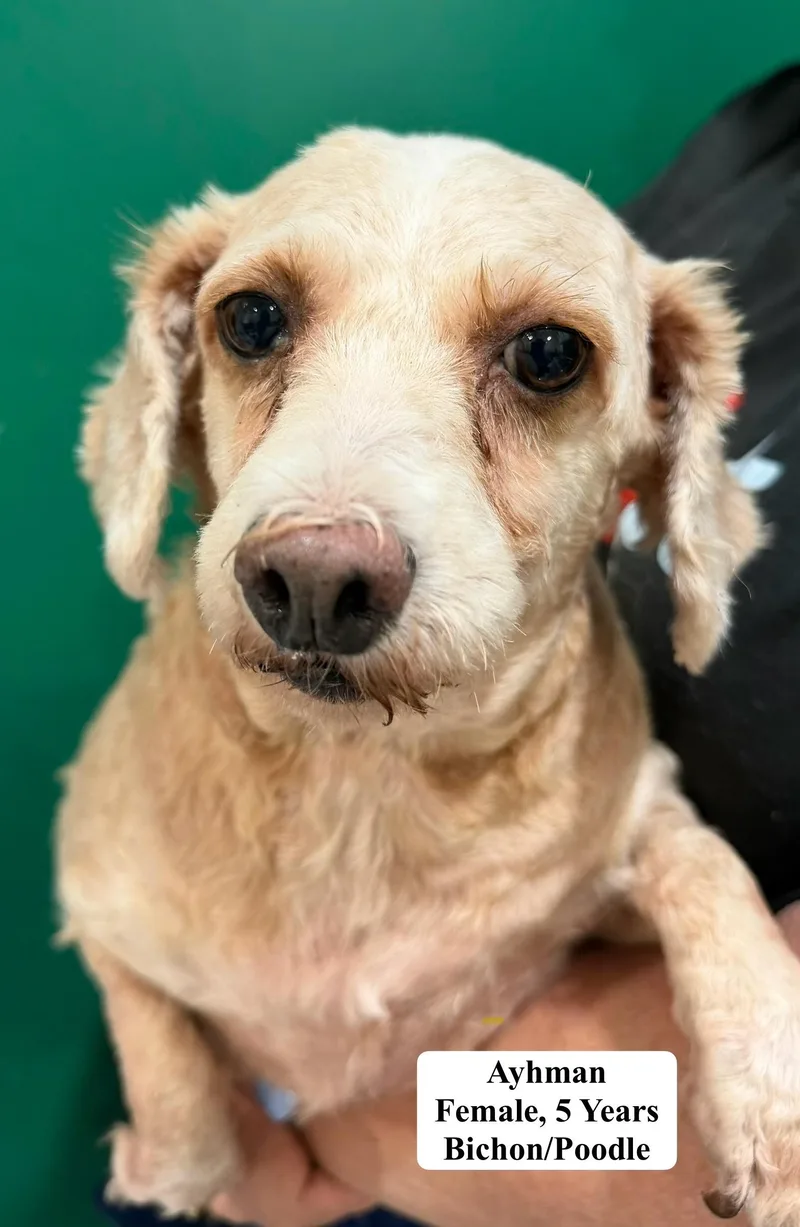An adult small-sized female Bichon Frise dog named Ayhman for adoption in Blue Springs, MO