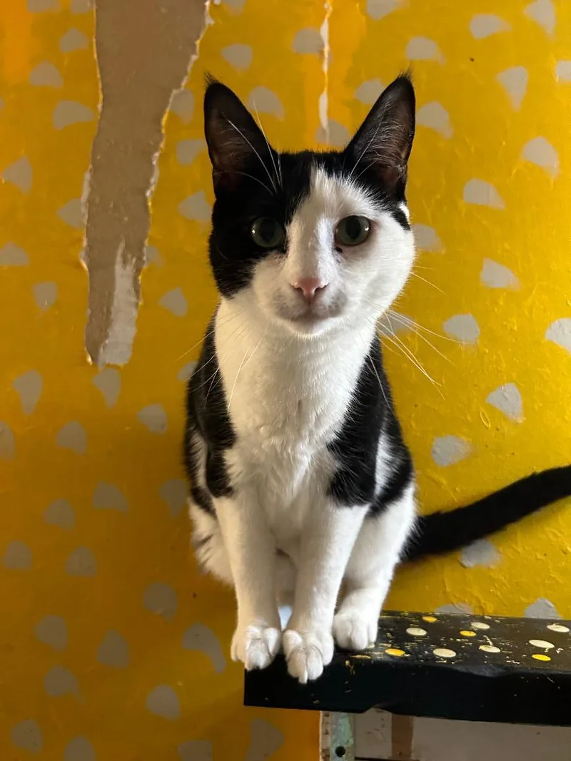 Gertrude thumbnail 3