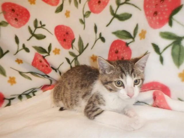 A baby small-sized male Domestic Short Hair cat named Drumstick for adoption in San Jose, CA