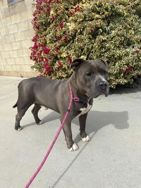 An adult large-sized male Pit Bull Terrier dog named Pilsbury for adoption in Riverside, CA