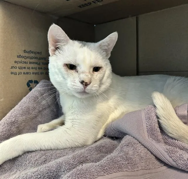 An adult medium-sized male Domestic Short Hair cat named Gar for adoption in Boston, MA