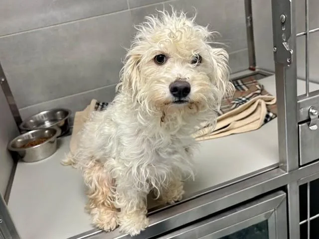 A young small-sized female Maltese dog named Charlotte for adoption in Garland, TX