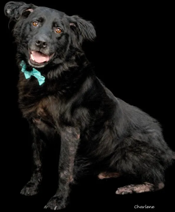 An adult large-sized male Black Labrador Retriever dog named Winston for adoption in Newland, NC