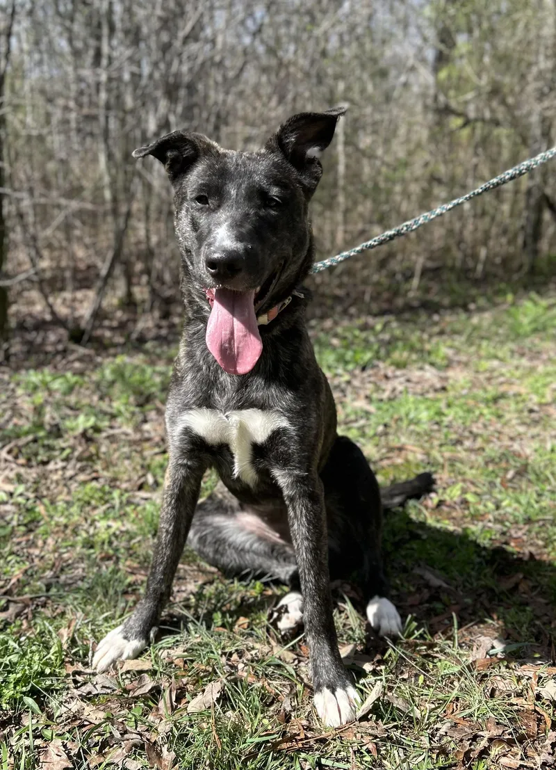 Amelia