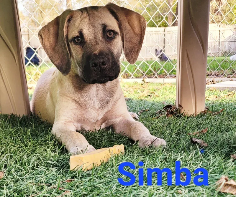 A baby medium-sized male Black Mouth Cur dog named Simba for adoption in West Des Moines, IA