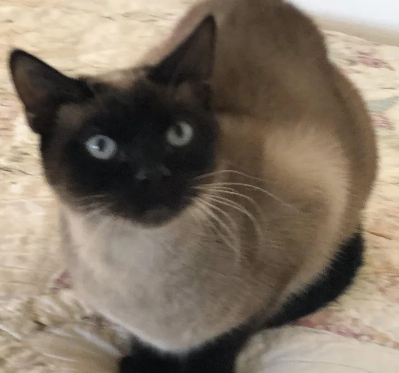 An adult medium-sized female Chocolate Point Siamese cat named Baby Girl for adoption in Lancaster, CA