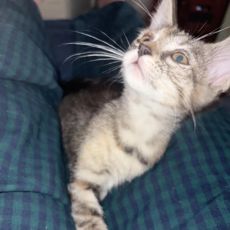 A baby small-sized female Gray / Blue / Silver Domestic Short Hair cat named Cannoli for adoption in Los Angeles, CA