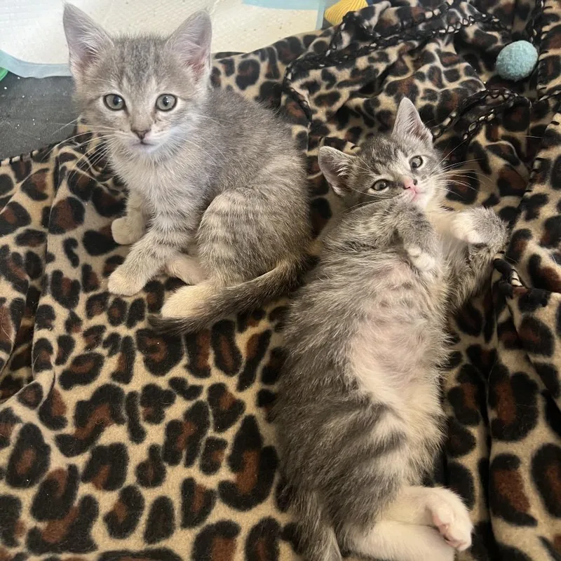 A baby small-sized male Gray / Blue / Silver Domestic Short Hair cat named Bronco for adoption in Columbia, MO