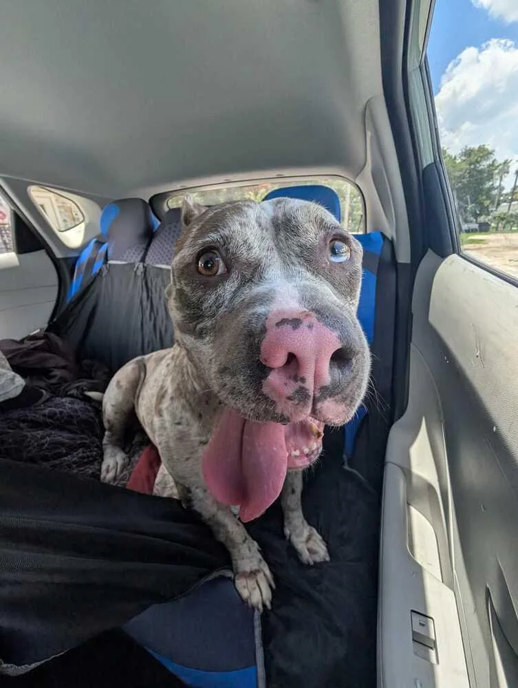An adult medium-sized male Tricolor (Brown, Black, & White) American Bulldog dog named Cam for adoption in Lakeland, FL