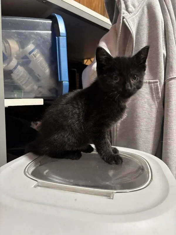 A young medium-sized female Domestic Short Hair cat named Rogue for adoption in Cortland, NY