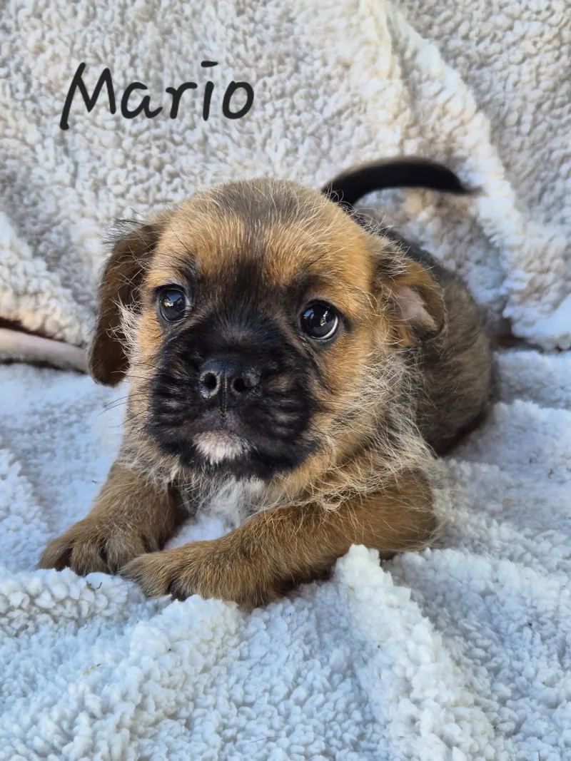 A baby small-sized male Pug dog named Mario for adoption in Phelan, CA