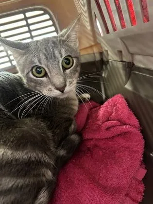 An adult medium-sized female Domestic Short Hair cat named Thai Chili for adoption in West Chester, PA