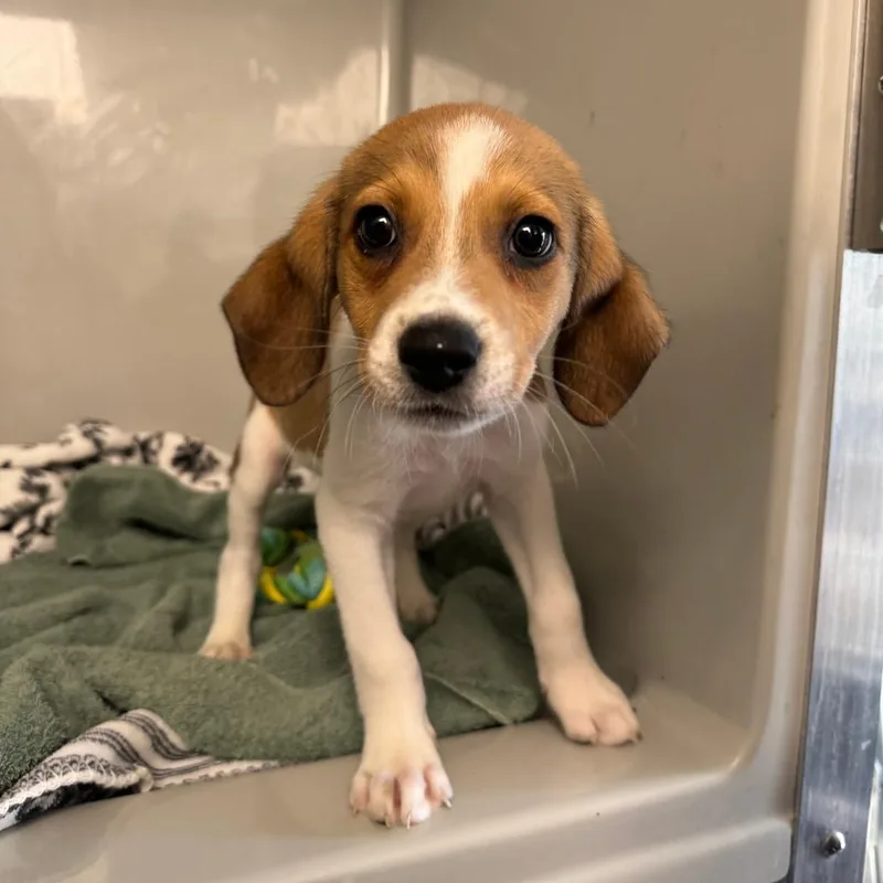 A baby small-sized male Brown / Chocolate Mixed Breed dog named Jack for adoption in Saint Charles, MO