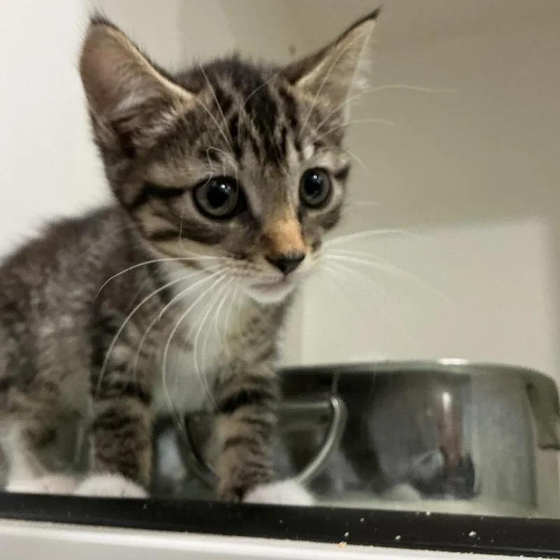 A baby small-sized female Brown / Chocolate Domestic Short Hair cat named Parker for adoption in Elizabeth City, NC