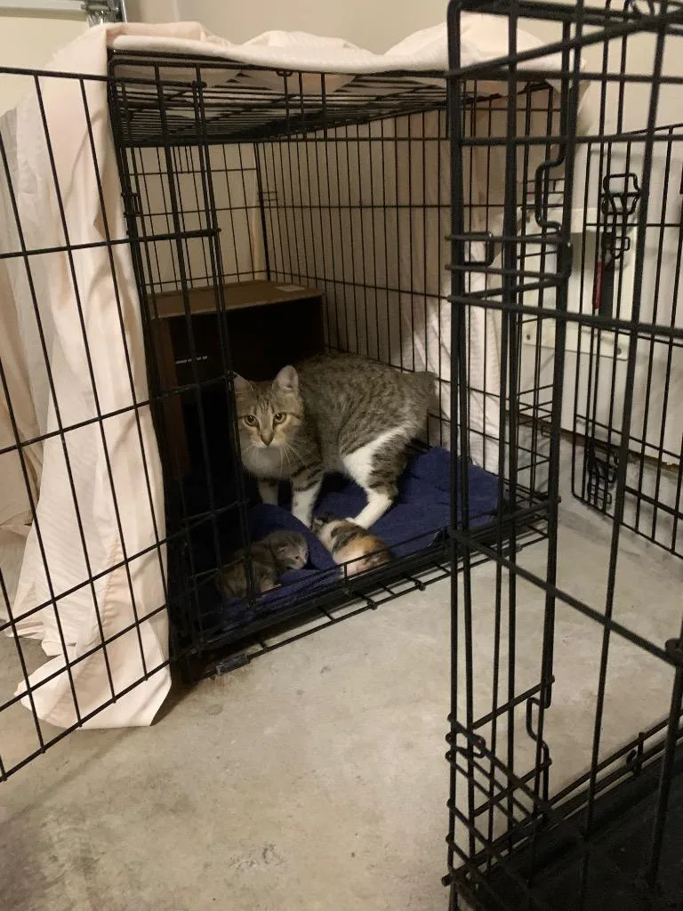 A young medium-sized female Domestic Short Hair cat named Wisdom for adoption in Spring, TX