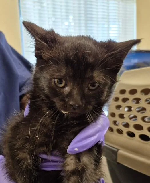 A baby small-sized female Domestic Medium Hair cat named Bluebell for adoption in Lodi, CA