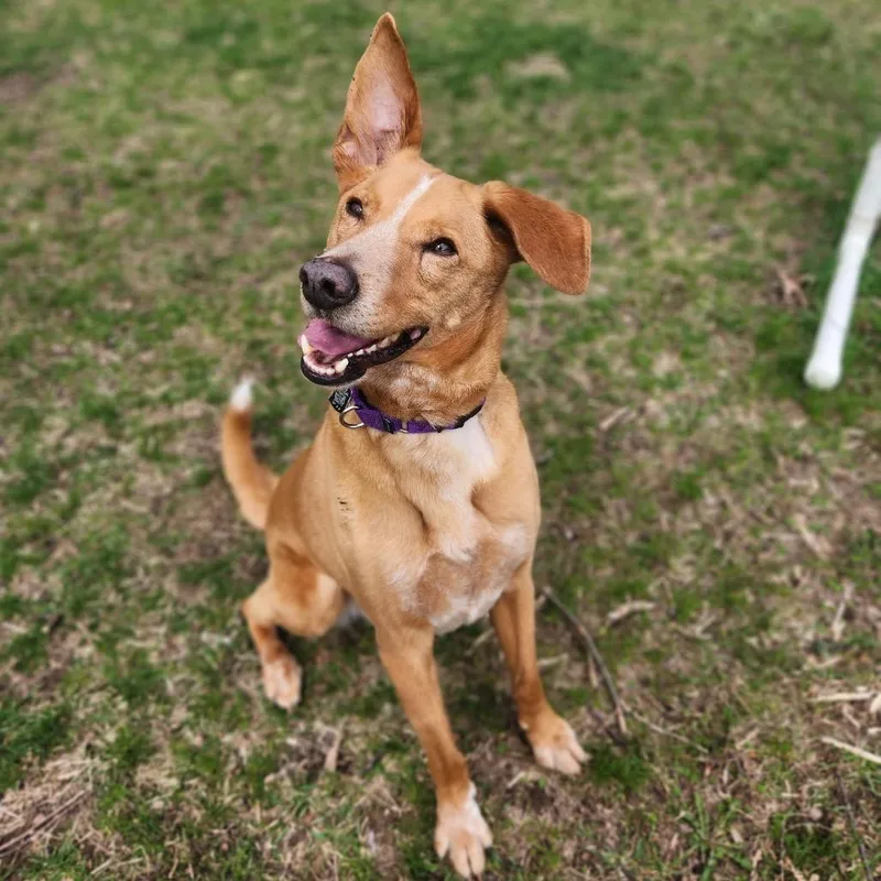 A senior medium-sized male Cattle Dog dog named Diezel for adoption in Fenton, MI