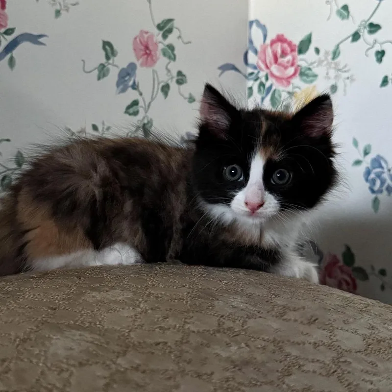 A baby small-sized female Calico Domestic Medium Hair cat named Sunset for adoption in Morgan Hill, CA