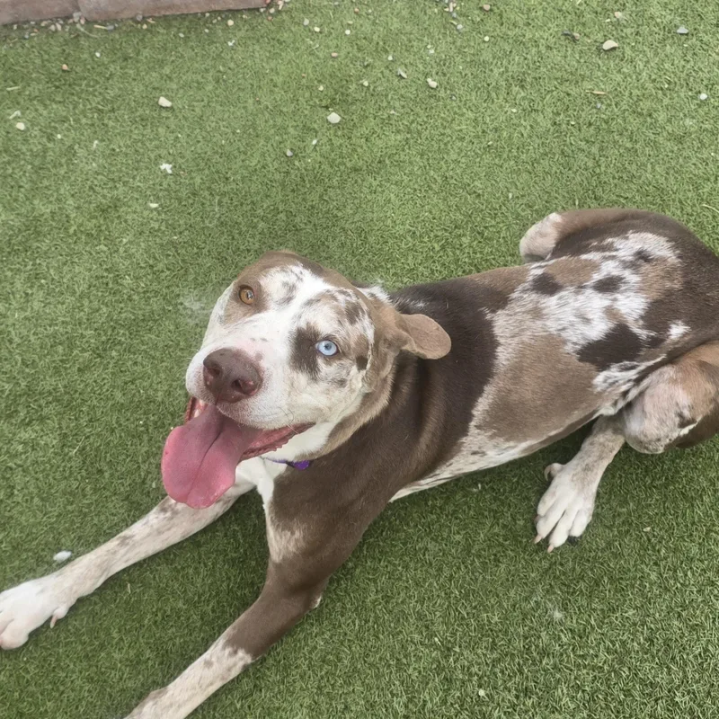 An adult large-sized female Catahoula Leopard Dog dog named Harlow for adoption in Gunnison, CO
