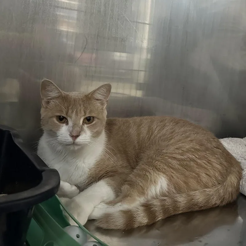 A young medium-sized male Domestic Short Hair cat named Dopey for adoption in Grand Rapids, MI