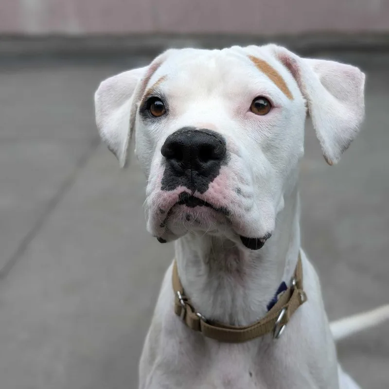 An adult medium-sized male White / Cream Mixed Breed dog named Rascal for adoption in San Francisco, CA
