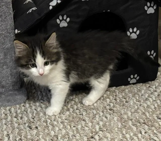 A baby small-sized male Black & White / Tuxedo Domestic Long Hair cat named Bear for adoption in Breinigsville, PA