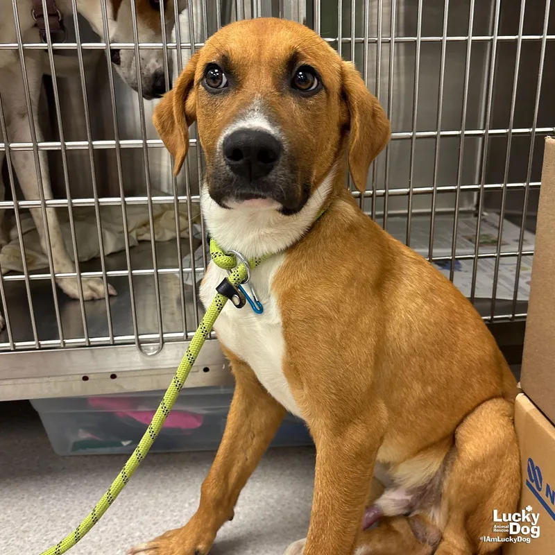A baby large-sized male Labrador Retriever dog named Gio for adoption in Washington, DC