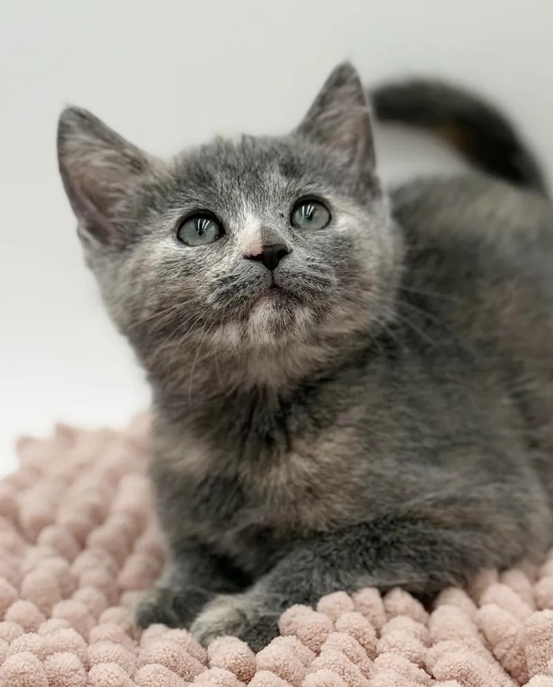 Millie Is A Supermodel thumbnail 3